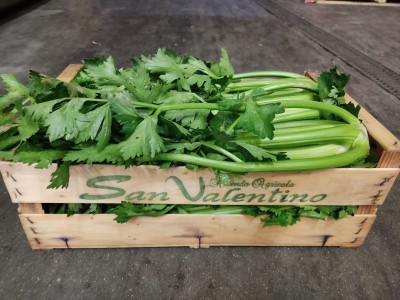 Foto Sedano Origine Italia Marchio San Valentino 1